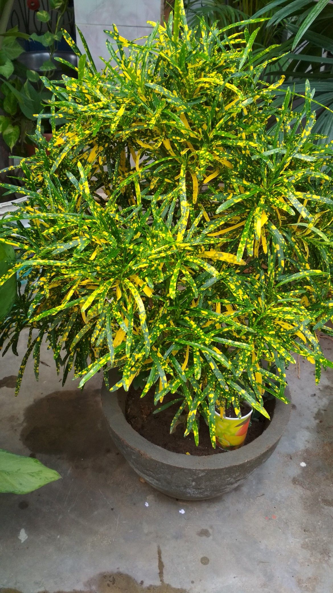 Lemon croton (Yellow Croton )